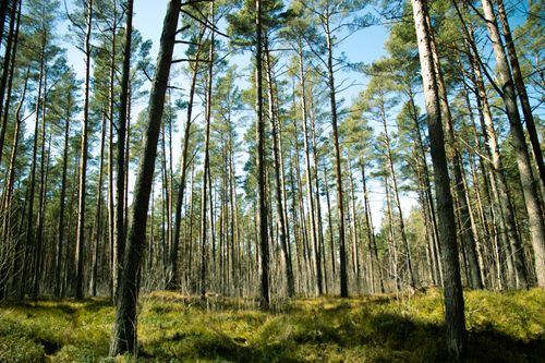 Free A serene view of tall pine trees in a lush forest under a clear sky. Stock Photo