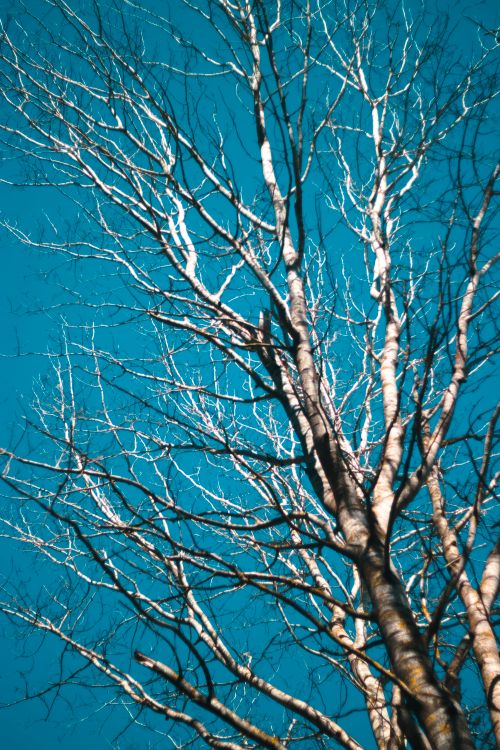 Free An upward view of bare tree branches stretching toward a vibrant blue sky. Stock Photo