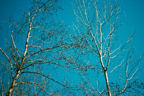 Free A serene view of bare trees set against a clear blue sky, highlighting nature's simplicity. Stock Photo