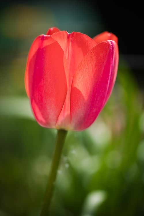 Free Close-up of a vibrant red tulip, showcasing its delicate petals against a lush green background. Stock Photo