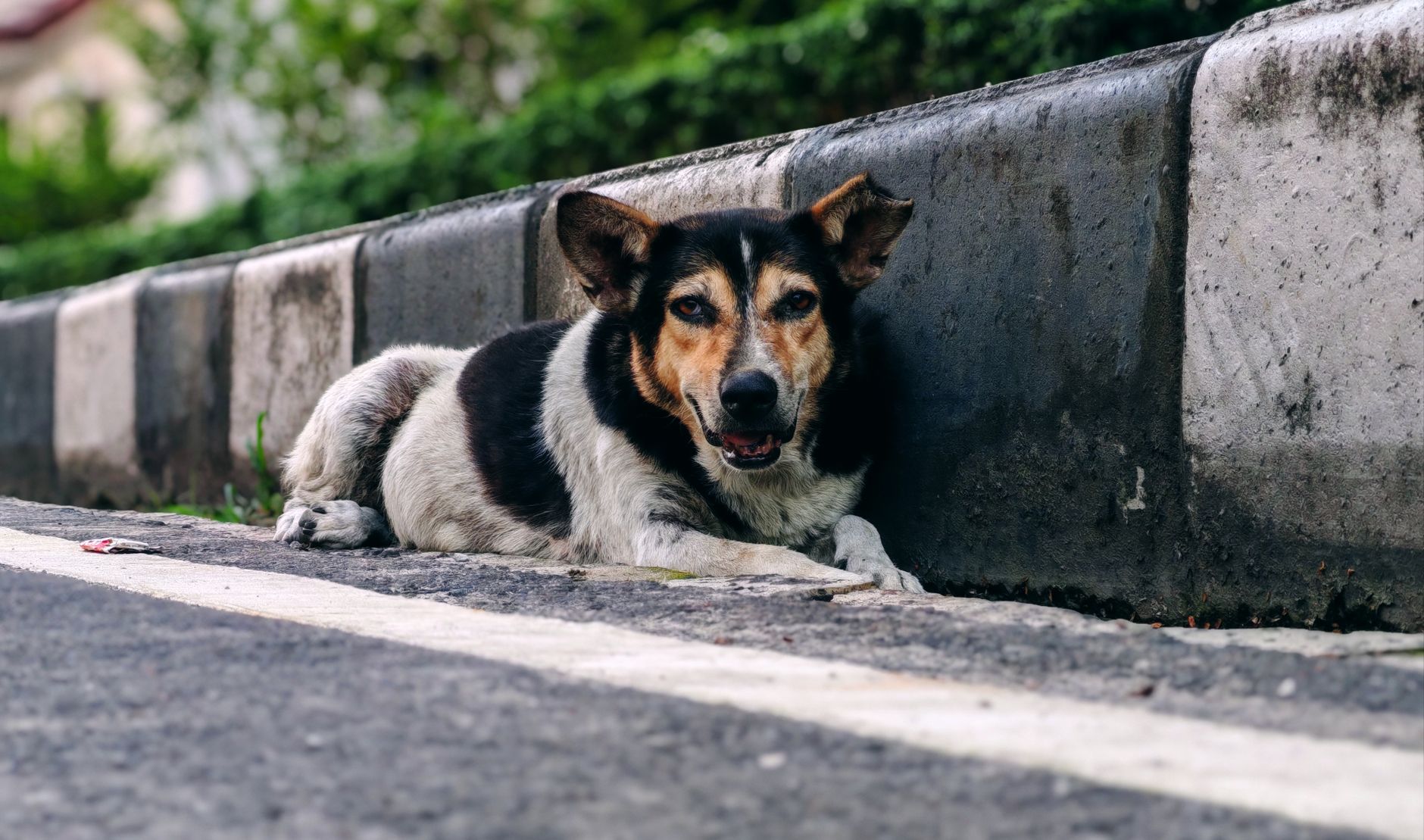 Portrait of a dog at a veterinary clinic