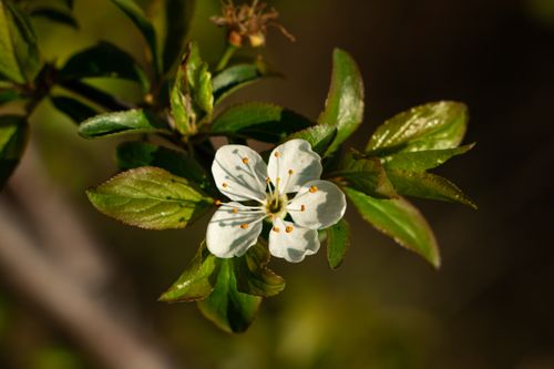 Gratuit Photos gratuites de arbre, arbuste, beauté naturelle Photos