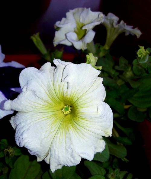 Free stock photo of beautiful flower, white flower Stock Photo