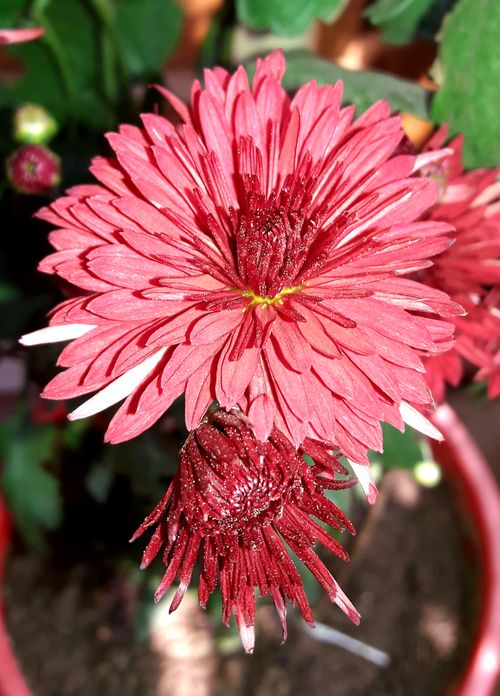 Free stock photo of beautiful flower, red flower Stock Photo