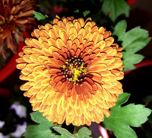 Free stock photo of beautiful flower Stock Photo