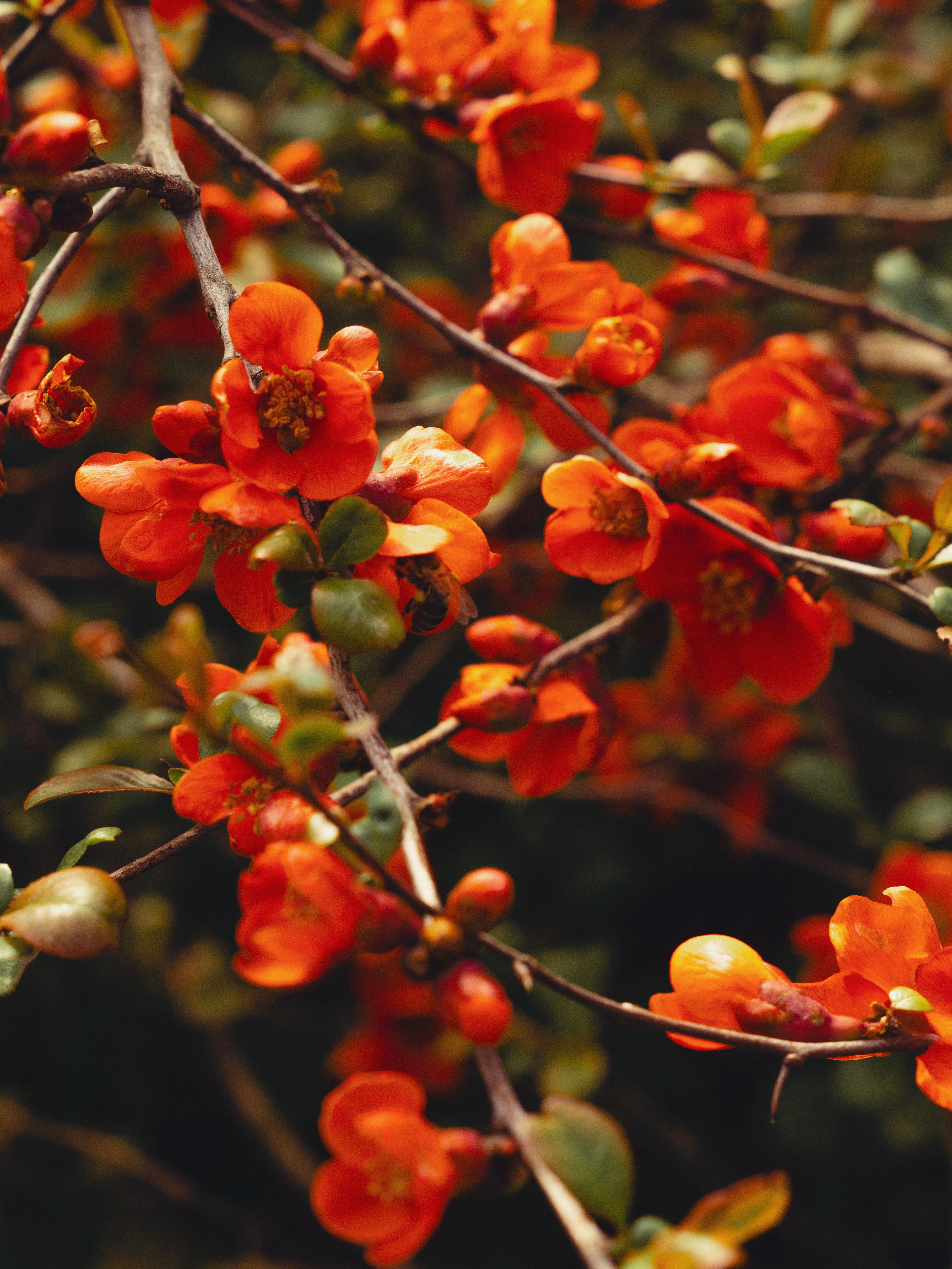 A close-up view of vibrant orange flowers blooming on branches, creating a warm and vivid scene.