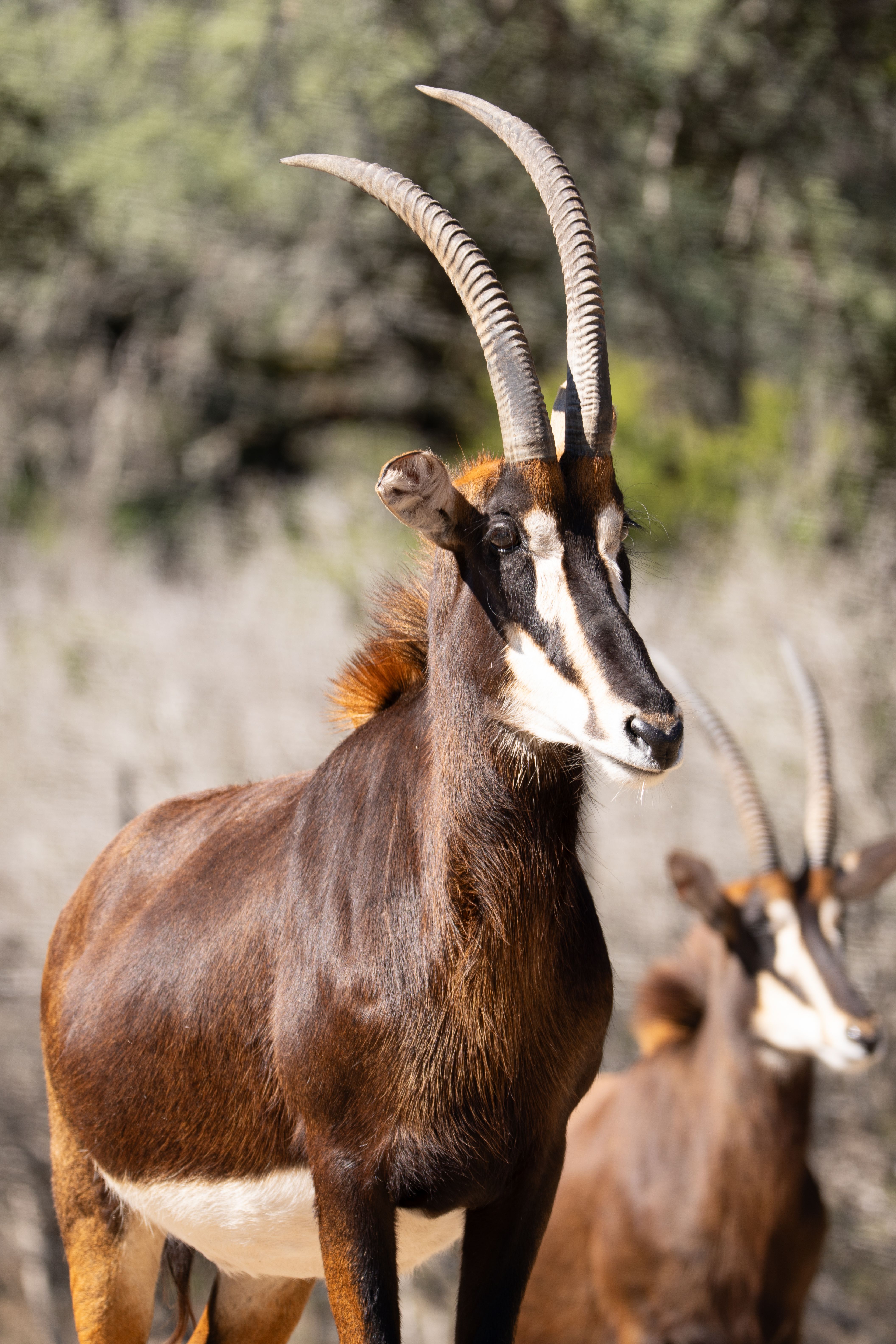 Majestic Sable Antelope in San Antonio Wild · Free Stock Photo