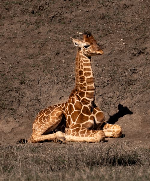 Free A young giraffe rests peacefully in a natural habitat at a Texas safari park. Stock Photo