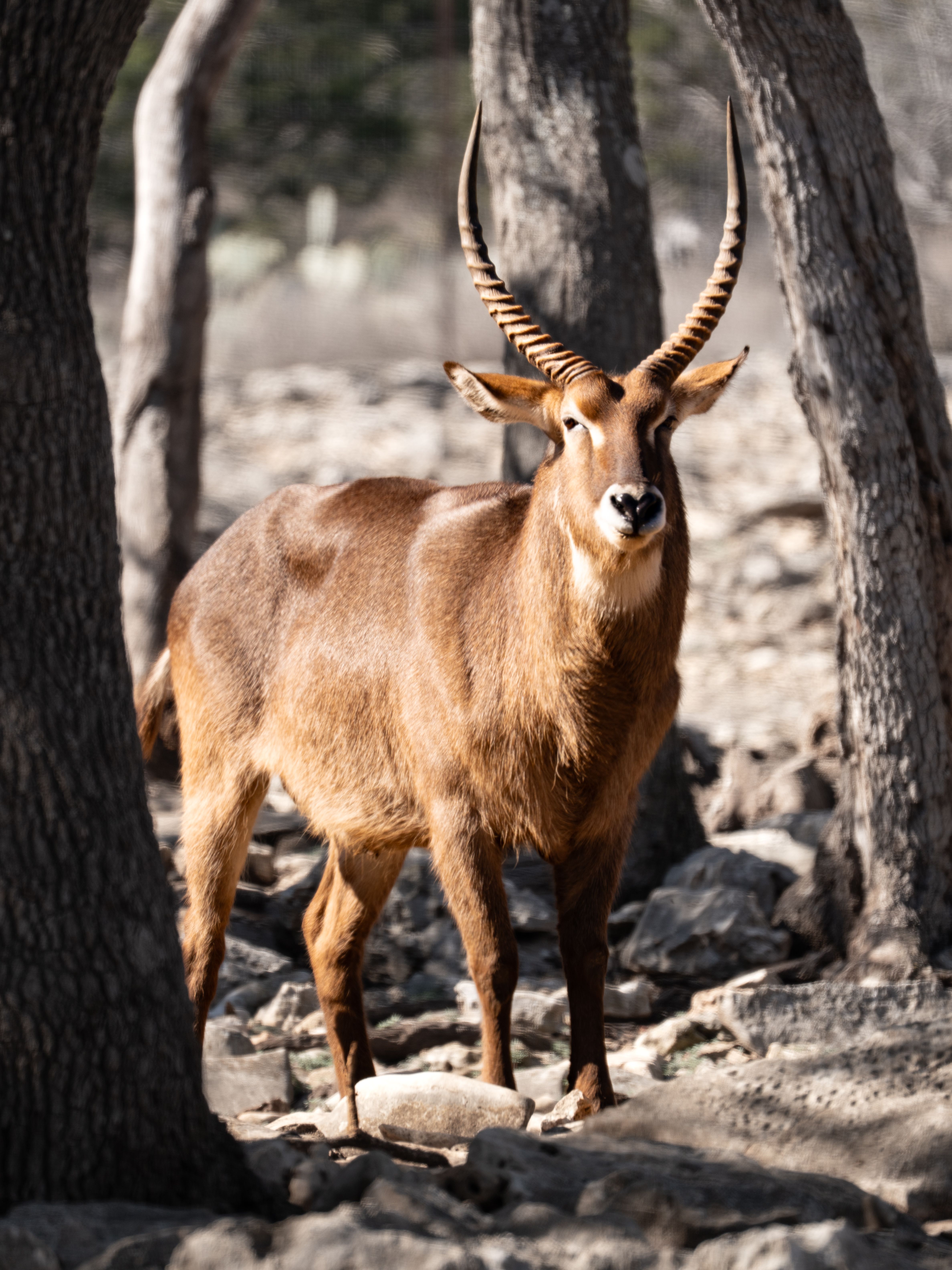 A majestic African antelope standing in a rocky wooded area in San Antonio, Texas.