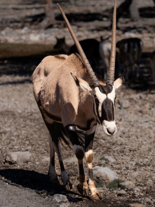 Free A majestic oryx strolling on rocky terrain, captured in San Antonio Zoo. Stock Photo