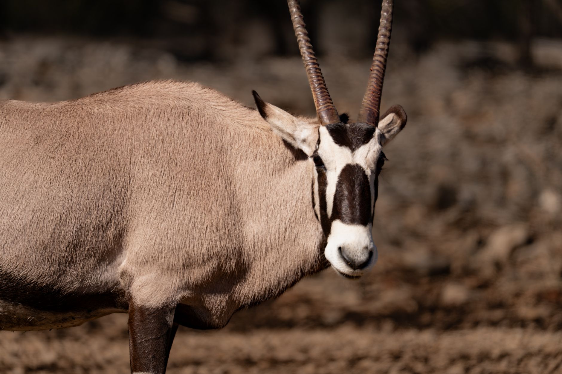 A detailed view of a majestic Gemsbok in a natural setting, captured in San Antonio, Texas.