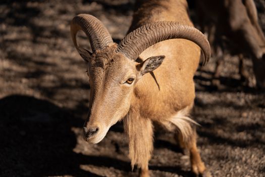Close-up of a Barbary sheep under sunlight in San Antonio, Texas.