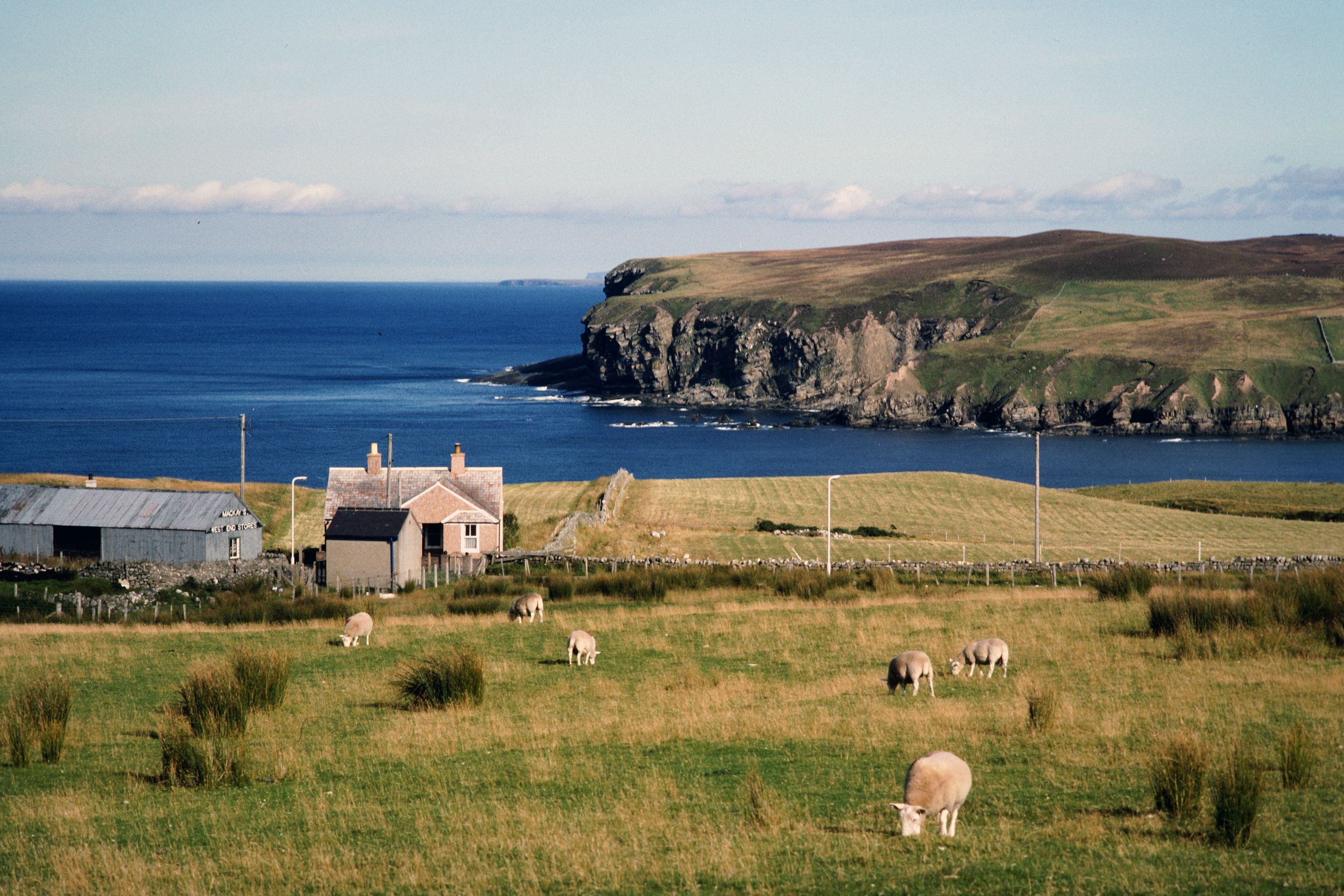 A croft house and grazing sheep above a sea inlet with high cliffs, Shetland