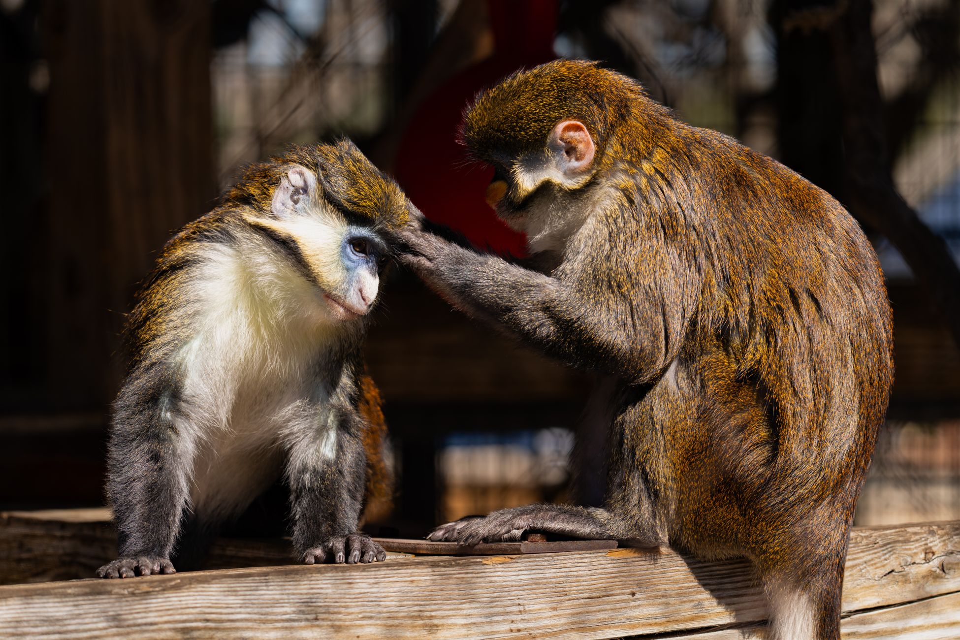 Latin American zoos warn illegal wildlife trade is increasingly shifting to social media