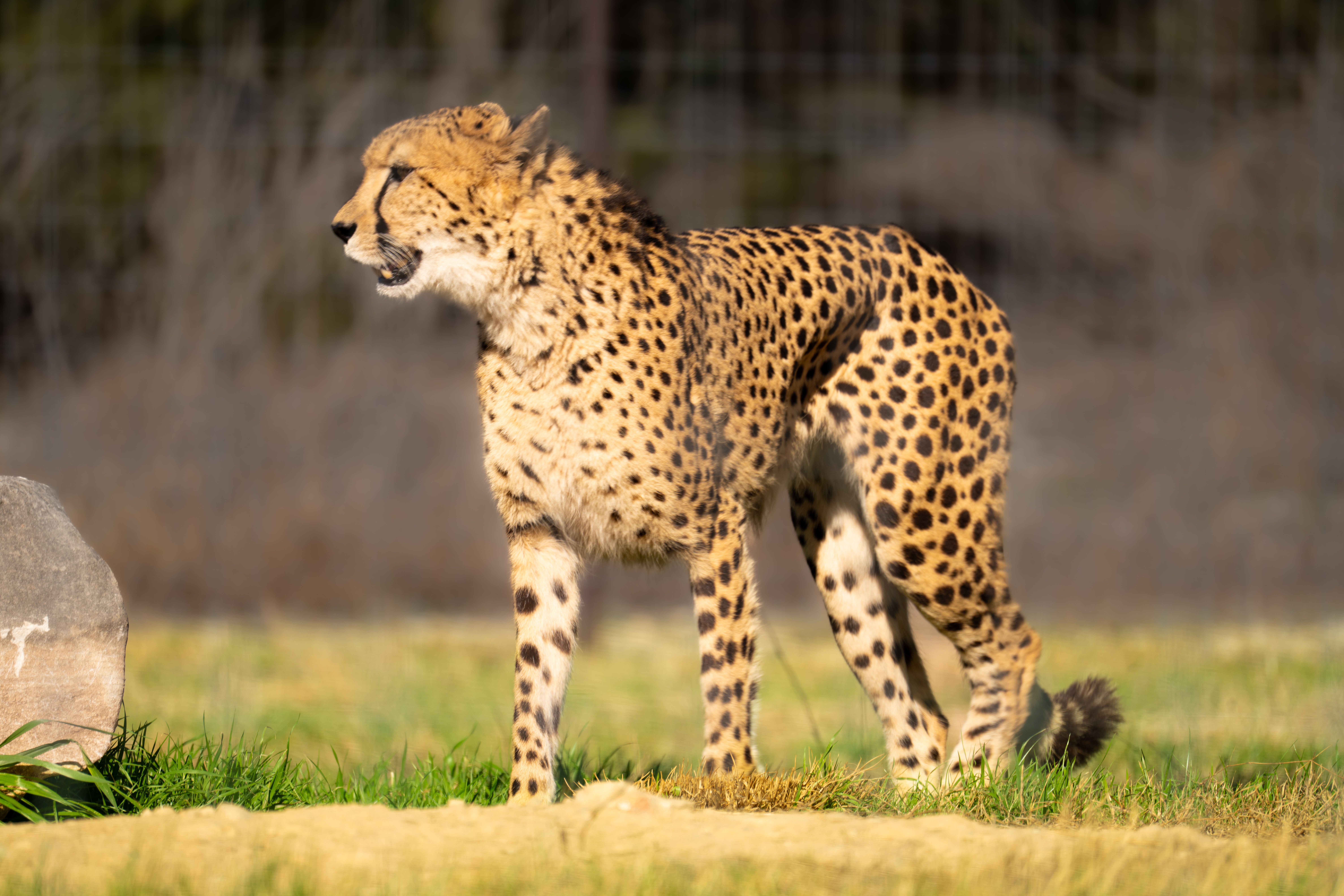 Cheetah Appearance Upgrade