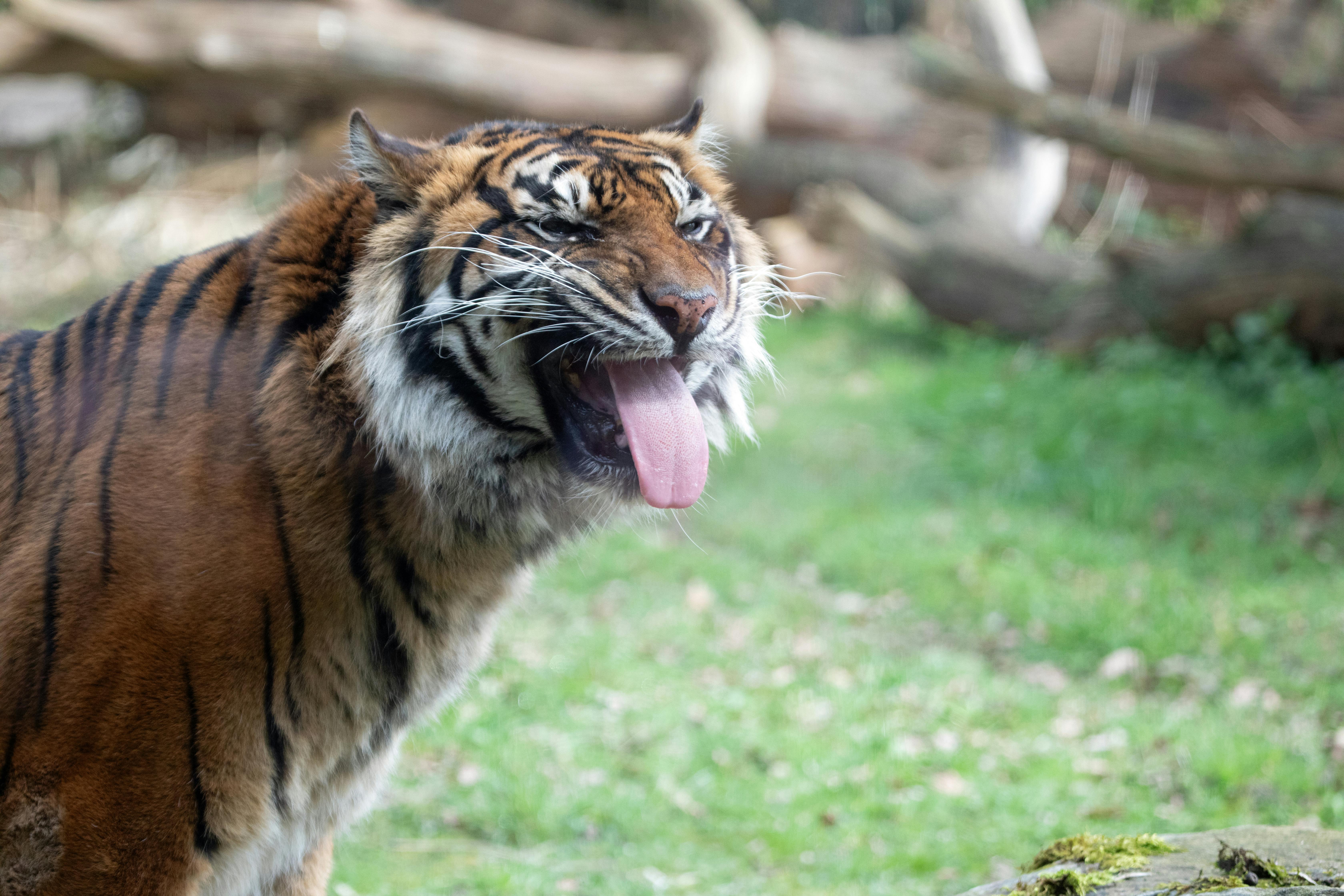 Gratis stockfoto met Azië, bedreigde diersoorten, beest Stockfoto
