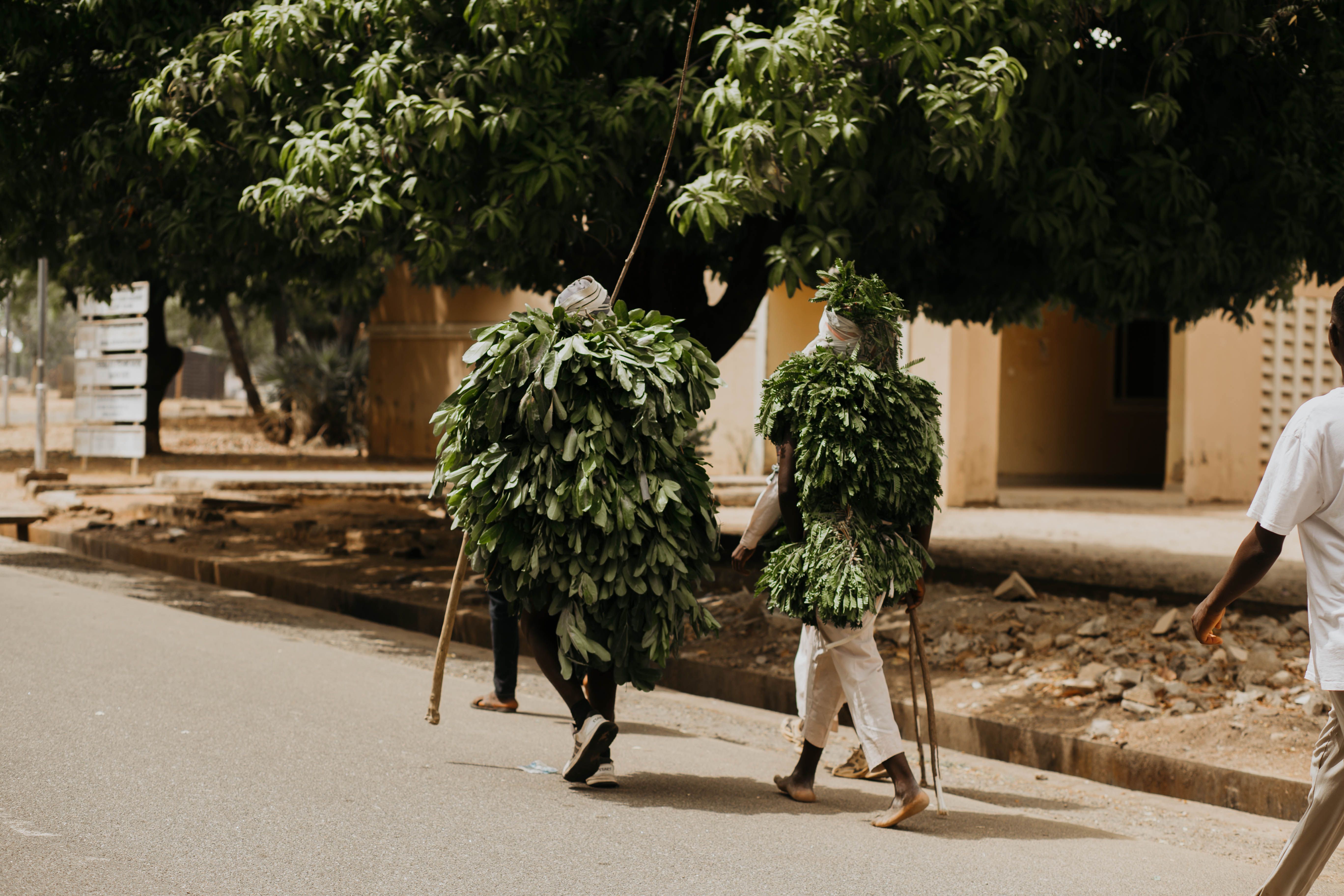 Two individuals dressed in leafy costumes walk along a street under a large tree.