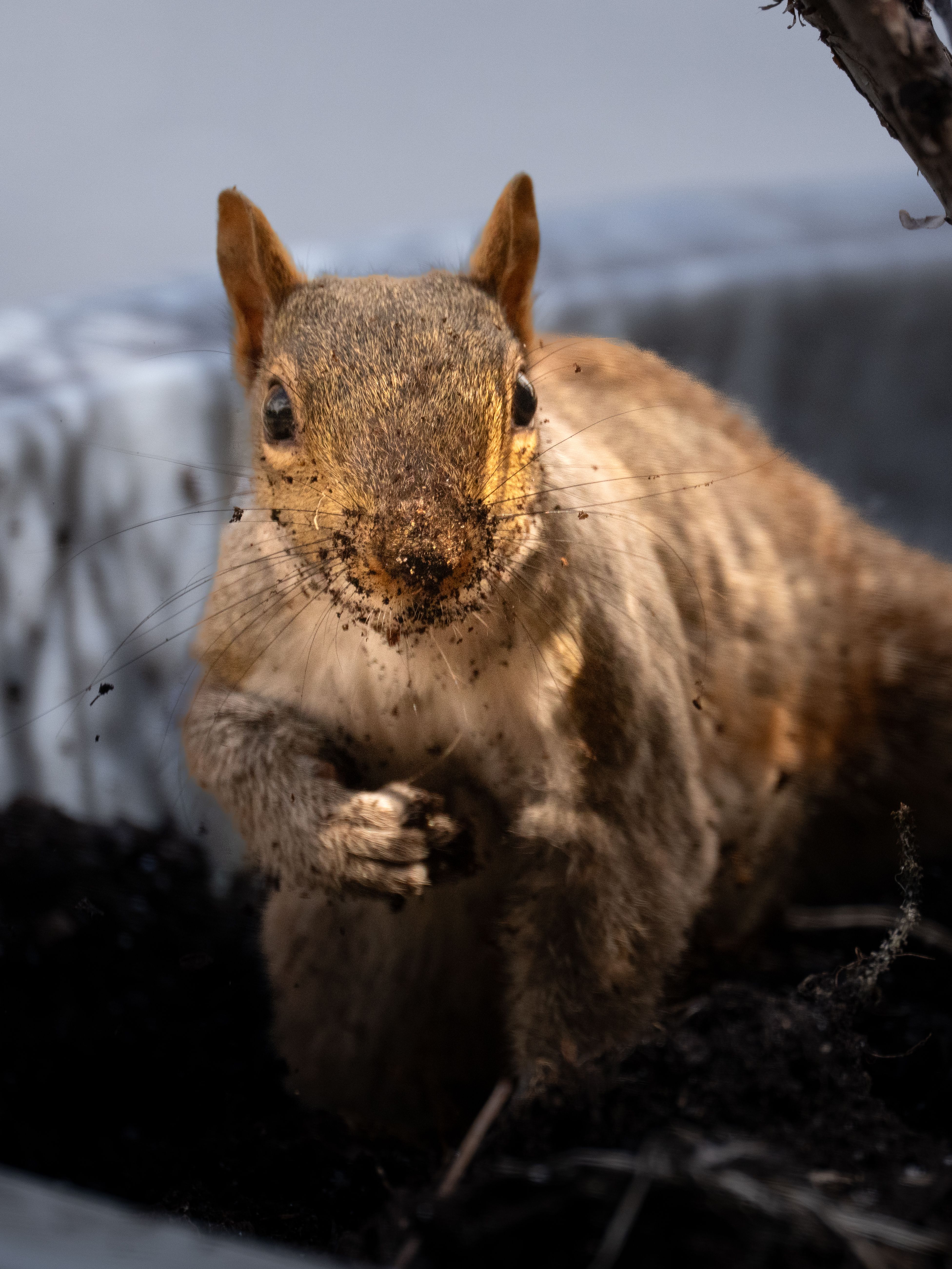 Close-up of a Squirrel Digging in Soil · Free Stock Photo