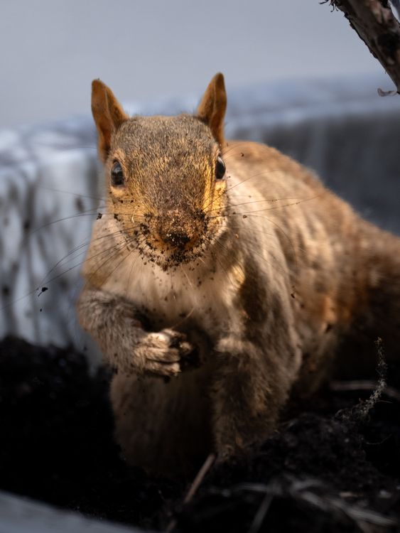 Dirpy Squirrel Close-up of a Squirrel Digging in Soil · Free Stock Photo