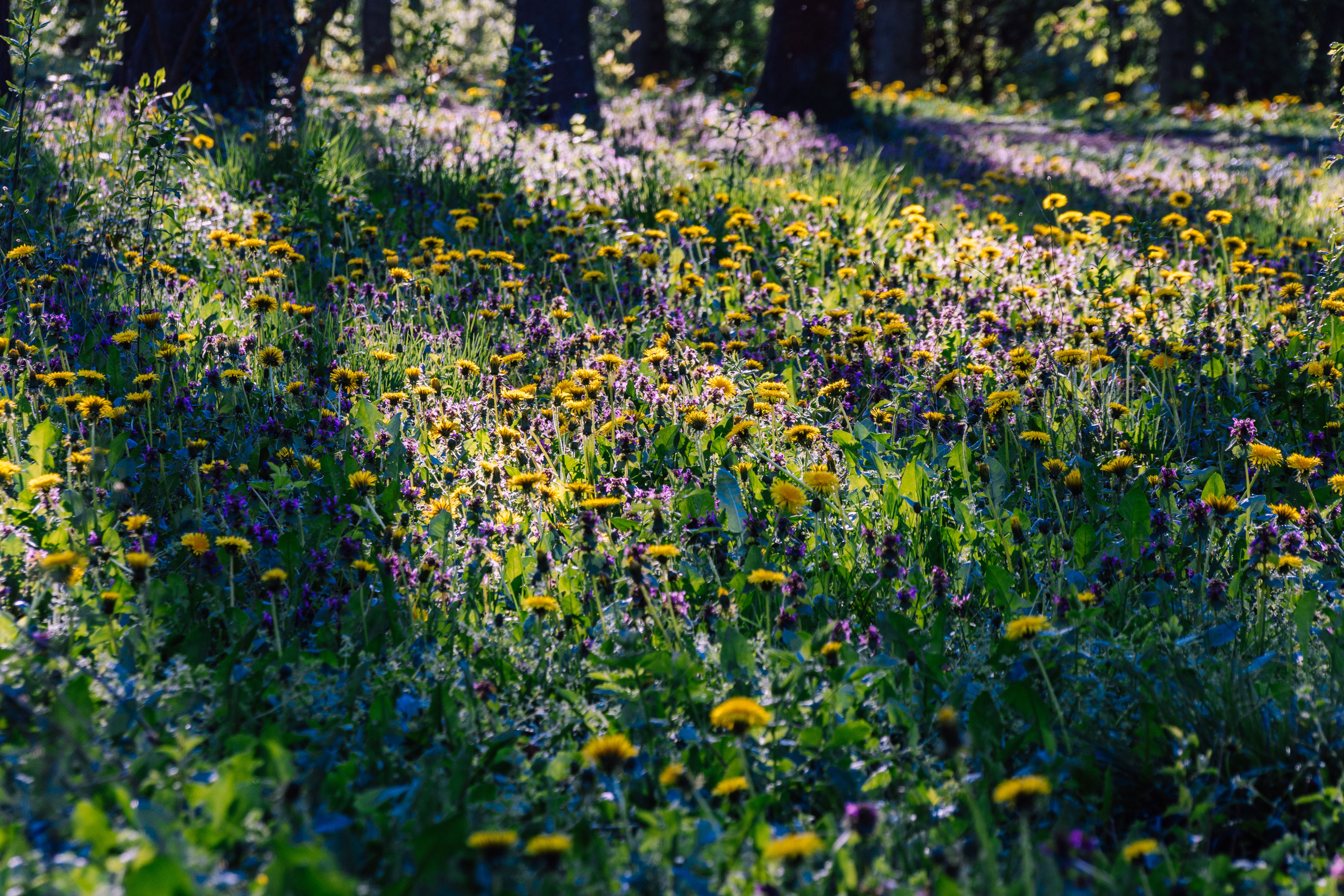 How to photograph wildflowers without flattening the scene — step back to preserve depth in the frame