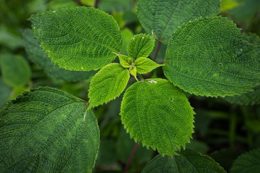 Detailed close-up of lush green leaves in spring, showcasing natural textures and vibrant color.