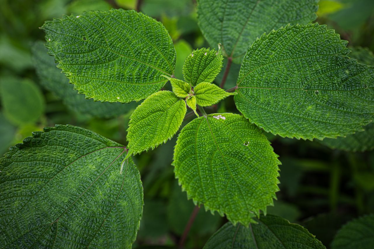 detailed close up of lush green leaves in spring showcasing natural te