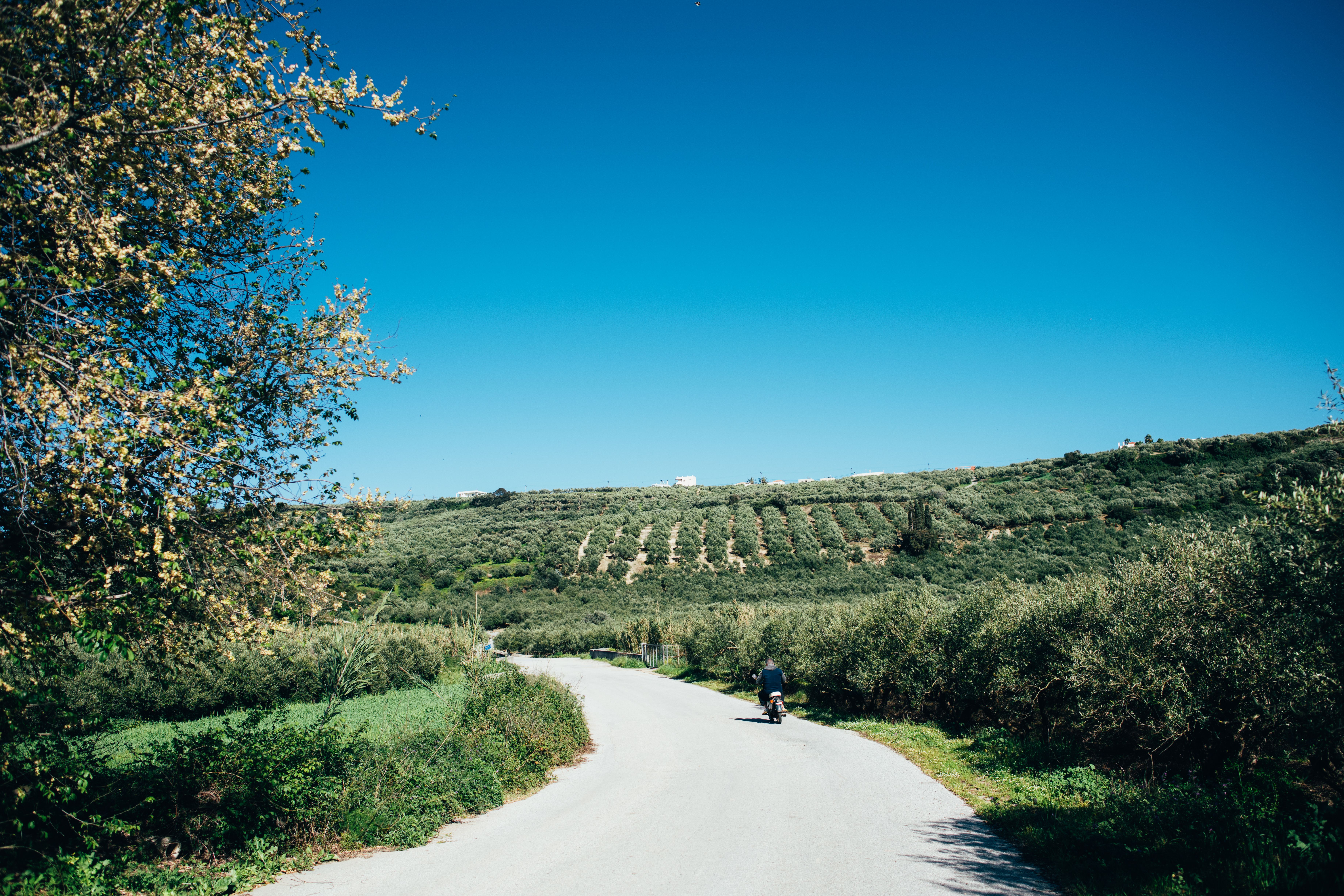 A long road winding through olive groves and Greek hillside scenery
