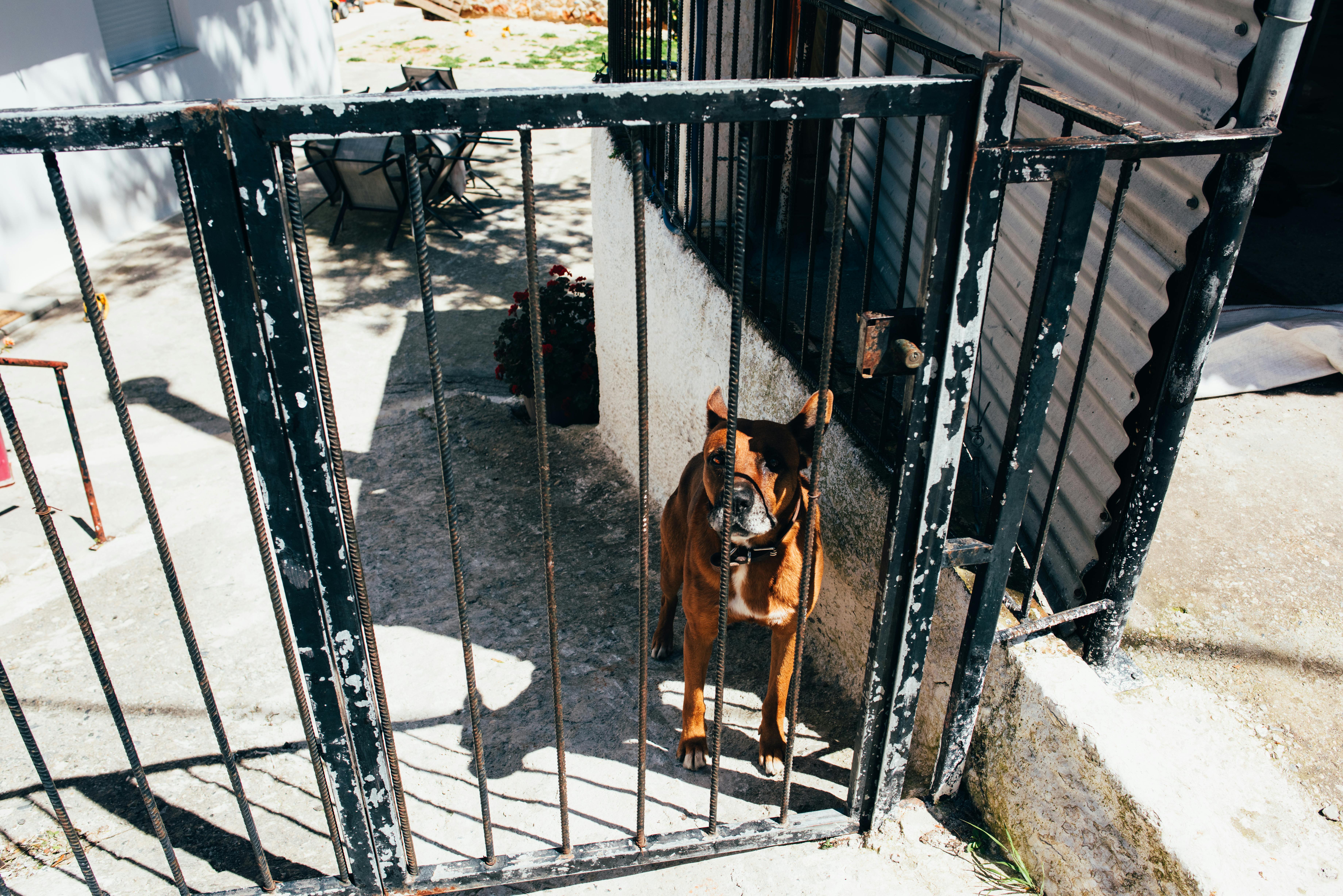 Best Dog Gates Under $50 (2026)