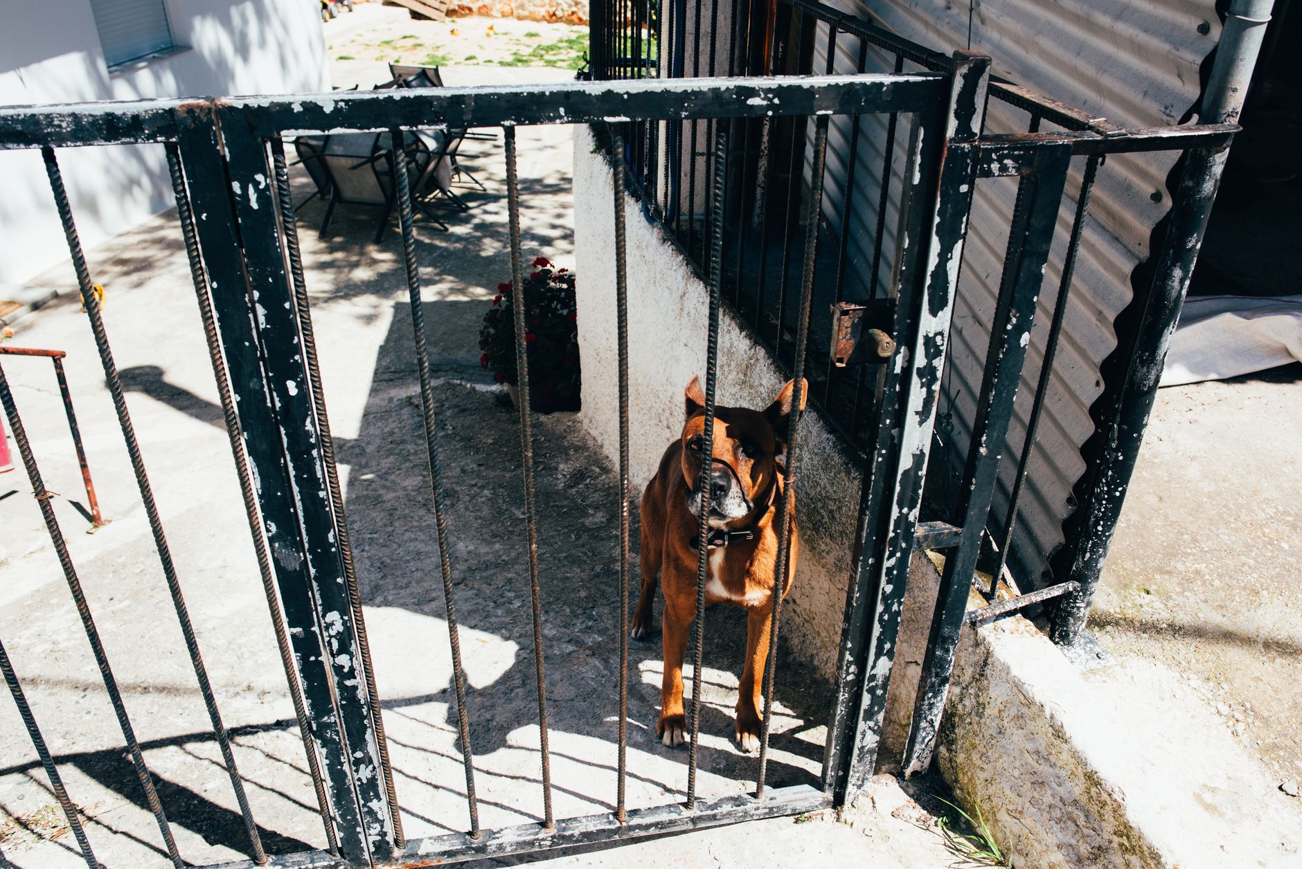 Best Dog Gates Under $50 (2026)