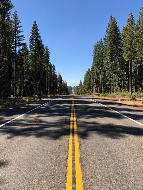 Free Long empty road through a pine forest under clear blue skies in California. Stock Photo