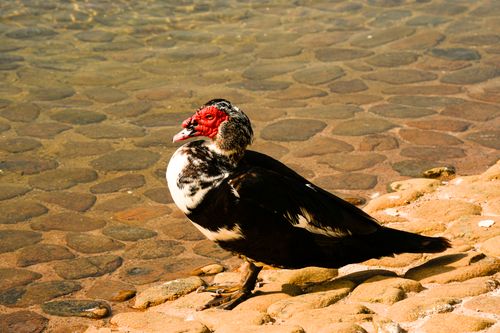Free A Muscovy duck with distinctive red face perched by a lake on a bright sunny day. Stock Photo