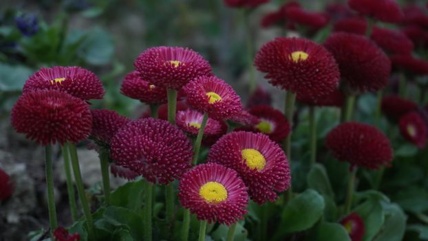 A close-up of vibrant red Bellis flowers in full bloom, showcasing their striking color and petal texture.