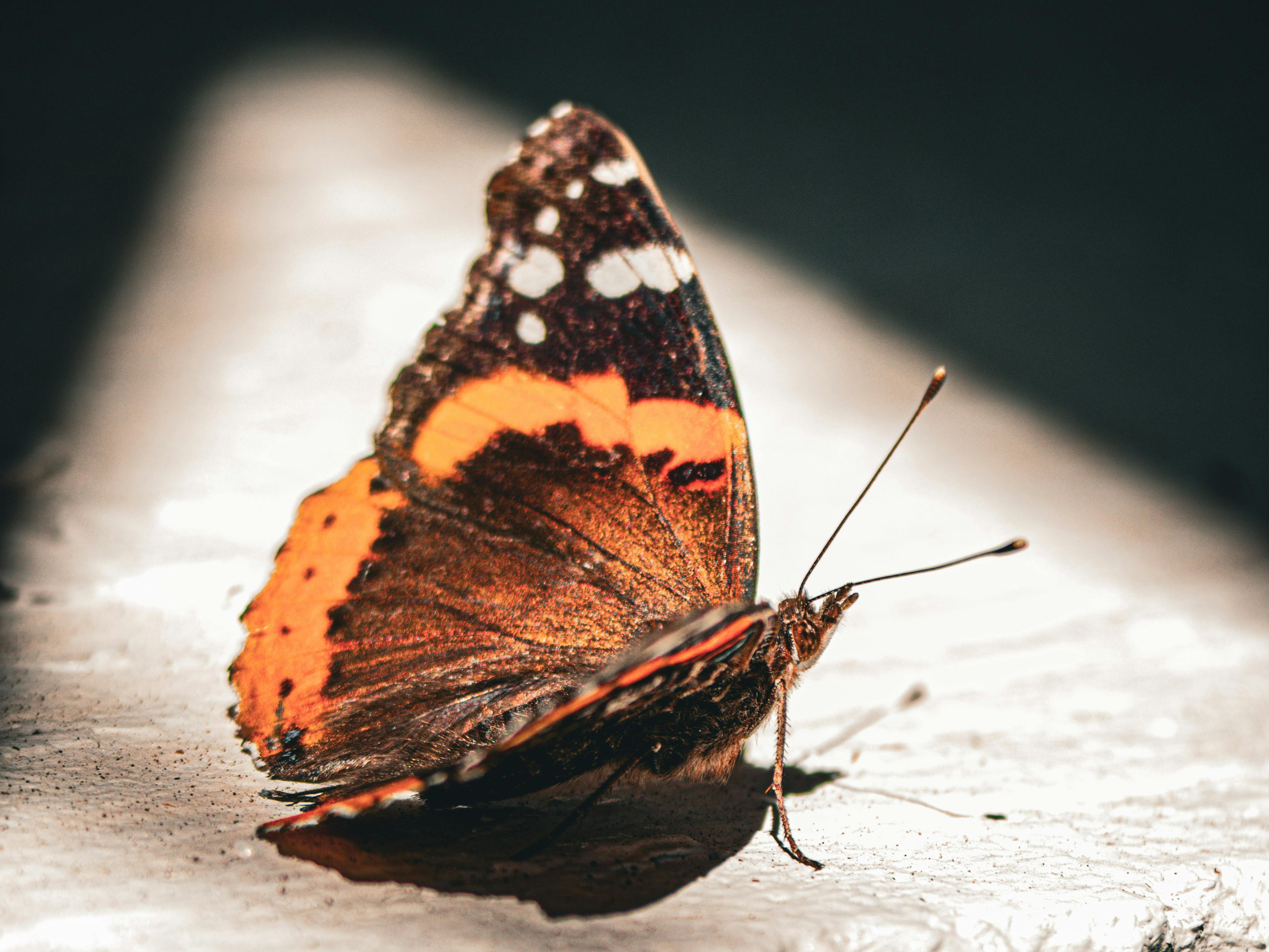 Detailed image of a Red Admiral butterfly with vibrant wings, captured in natural light.