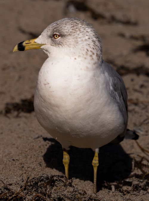 Free A detailed view of a Ring-billed Gull standing on the sandy beach in Miami, Florida. Stock Photo