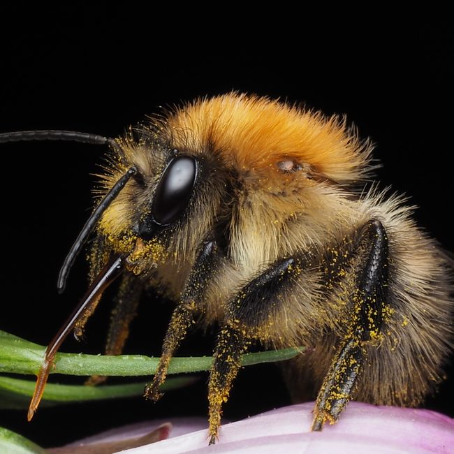 Asian pollen