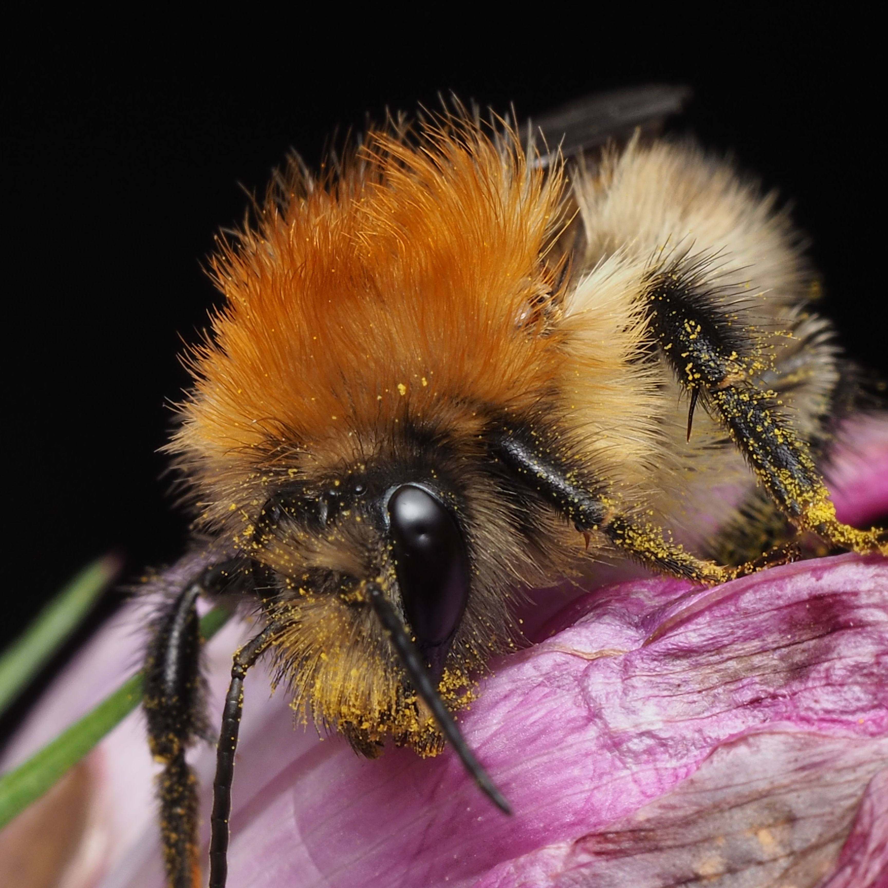 Close-up of a Fuzzy Bumblebee on Pink Flower · Free Stock Photo