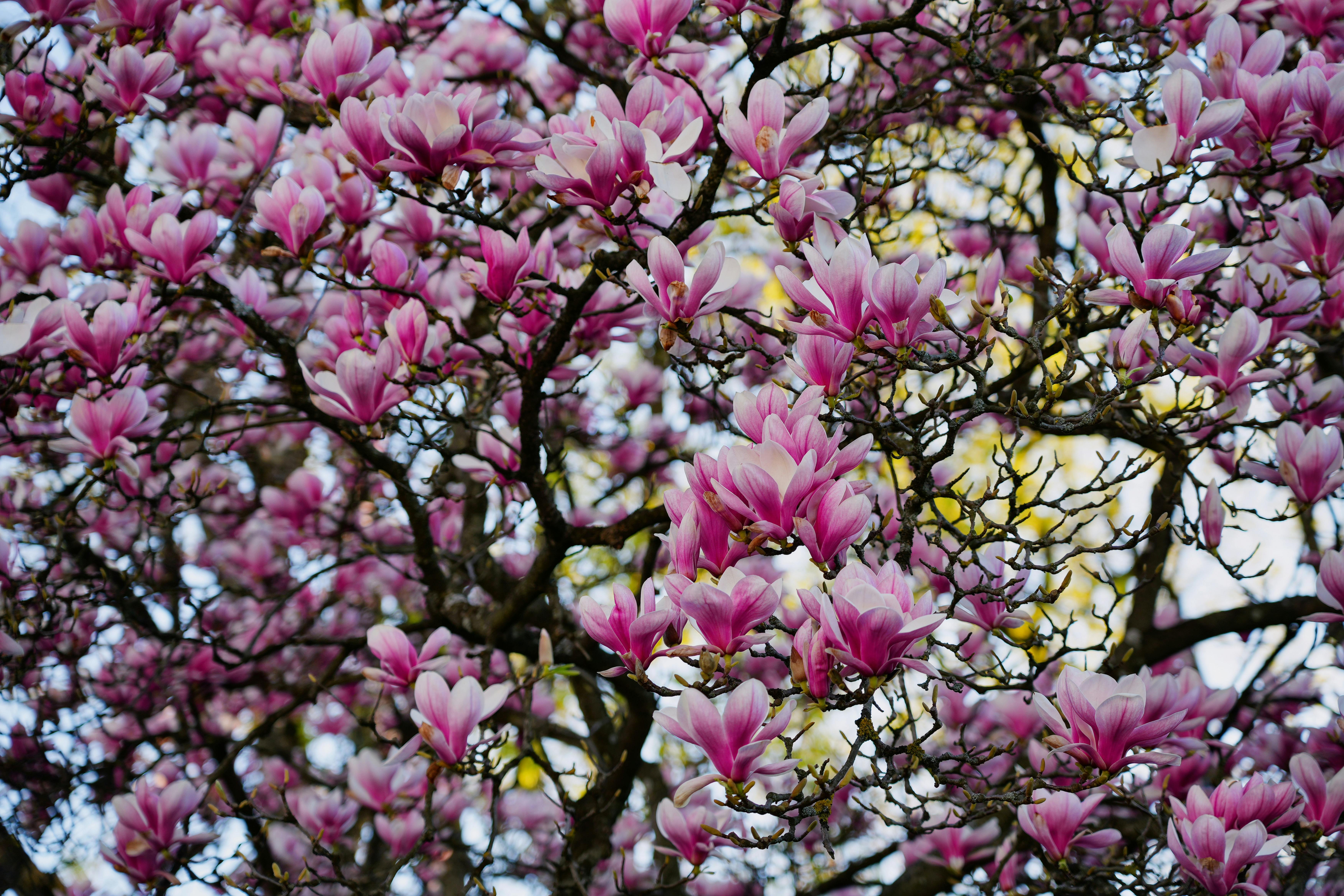 Magnolia’s AAA Hobbies To Close 2026 (Second Half). Iconic Hobby- Craft Emporium — Photo by Nadiia Astakhova on Pexels