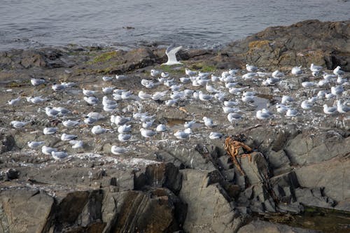 White Birds on Brown Rock Formation Near Body of Water