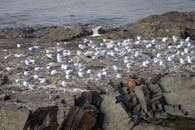在南非开普敦的岩石海岸上，一大群海鸥正在休息