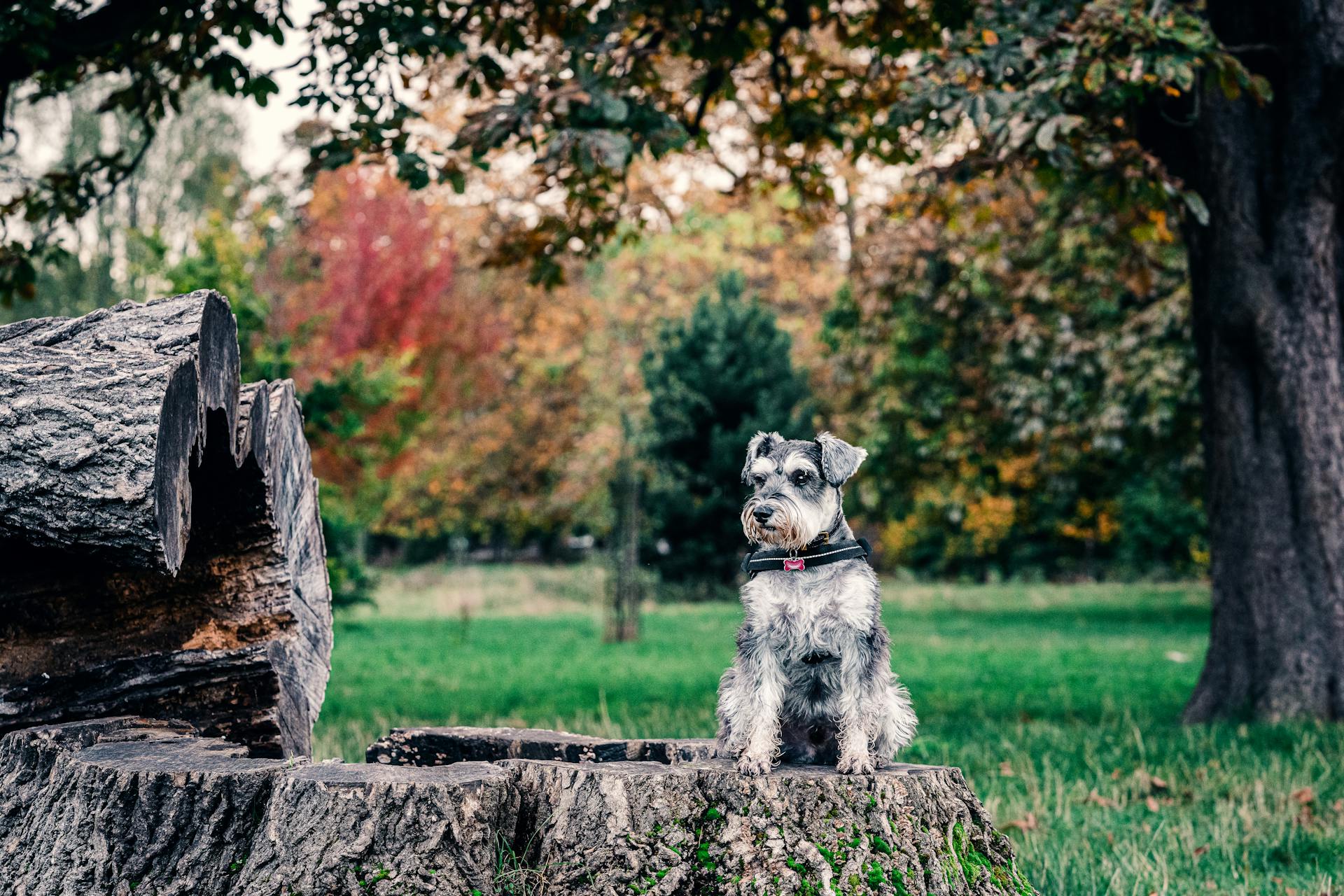 Svart och grå schnauzer sitter på en trädstam