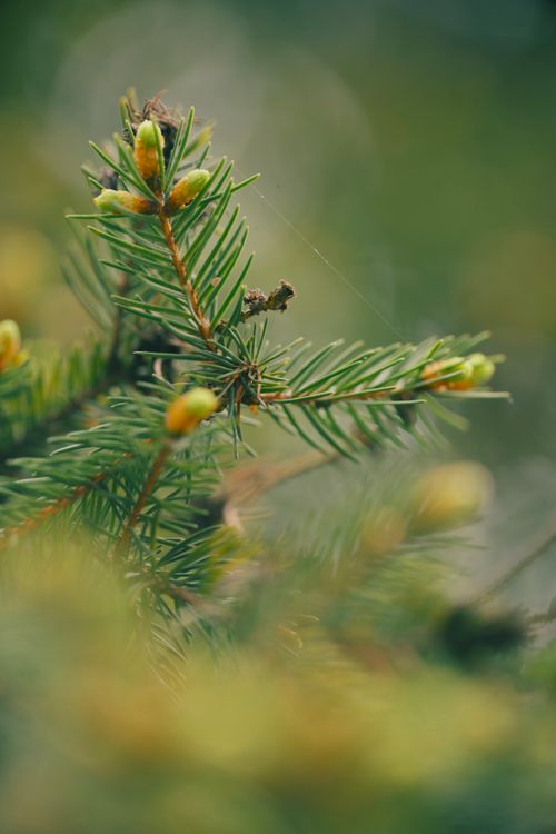 Free Macro shot of lush green pine branch with new buds, showcasing nature's detail. Stock Photo