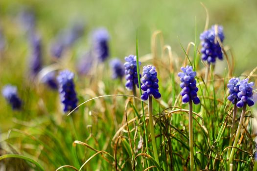 Beautiful blue grape hyacinths bloom in a lush garden setting, signaling the arrival of spring.