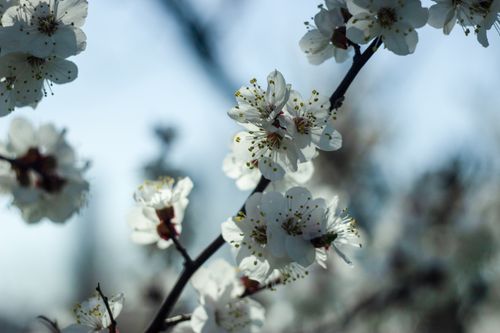 Free A detailed view of blooming cherry blossoms on a branch, symbolizing spring. Stock Photo