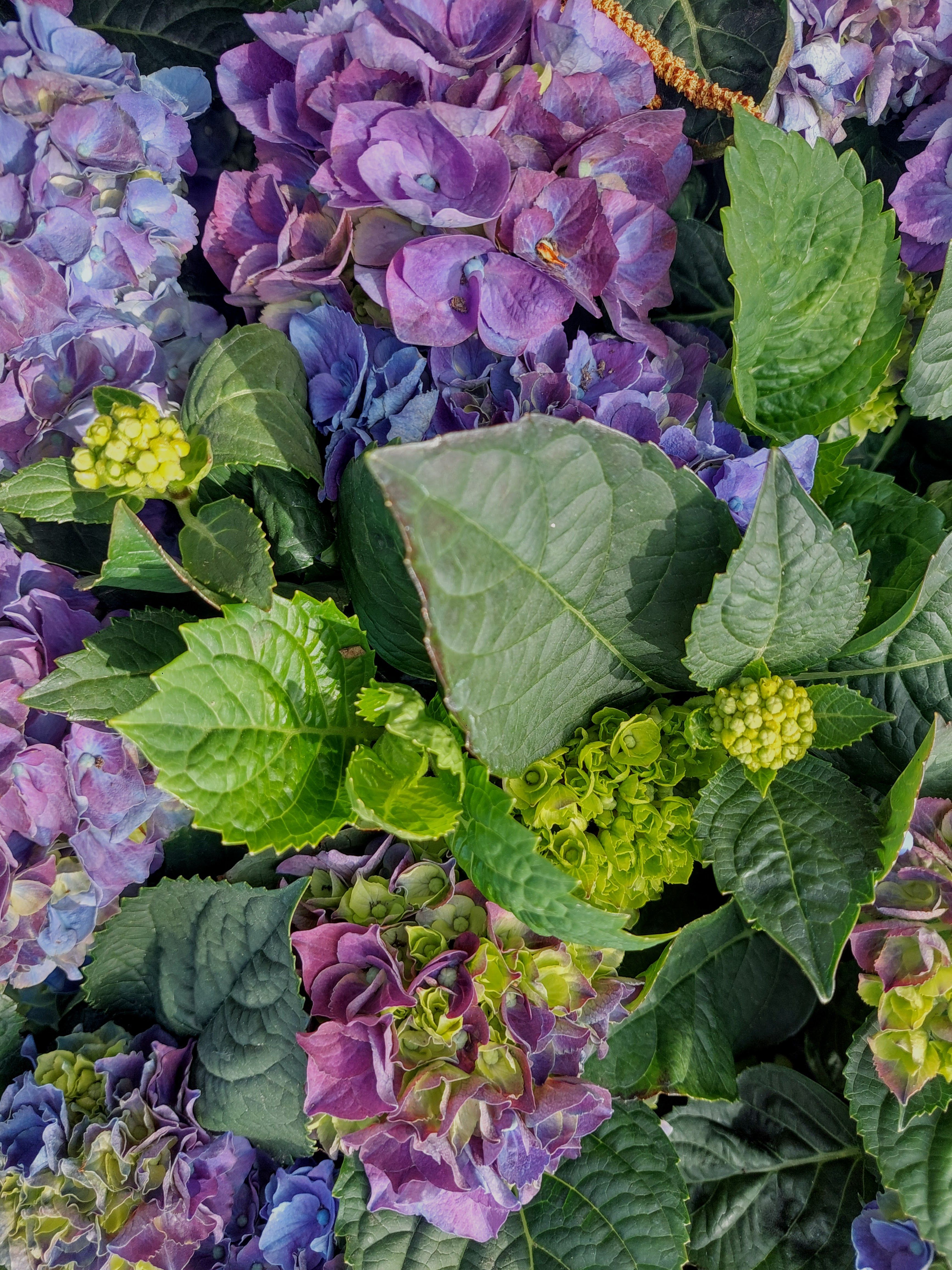 Close-up of vivid purple and green hydrangeas with lush leaves, perfect for floral backgrounds.