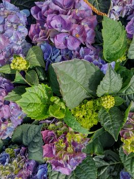 Close-up of vivid purple and green hydrangeas with lush leaves, perfect for floral backgrounds.