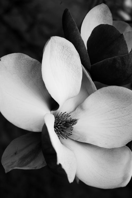Free Monochrome close-up of a delicate magnolia blossom, showcasing its elegant petals. Stock Photo