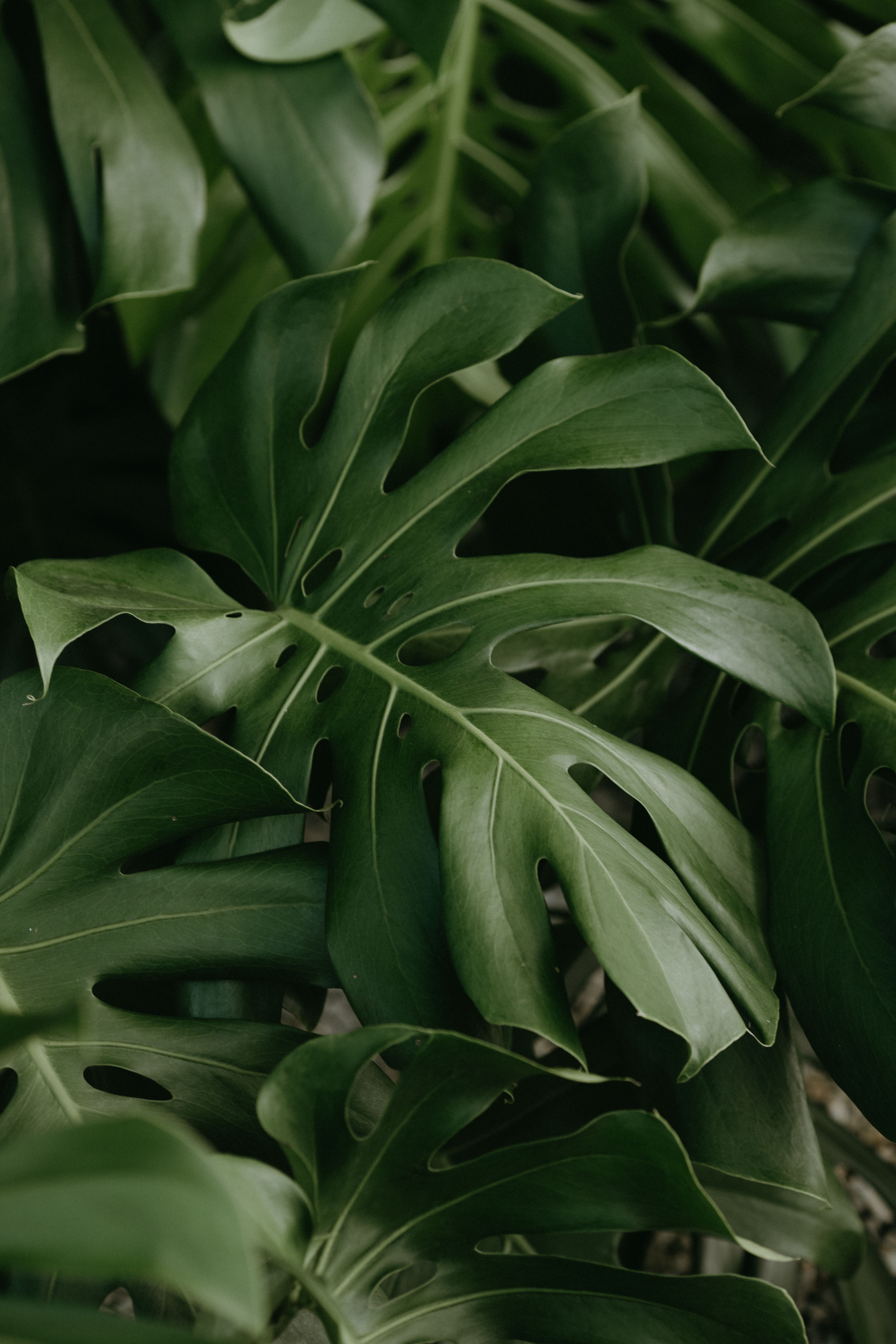 Monstera Photos, Download The BEST Free Monstera Stock Photos & HD Images