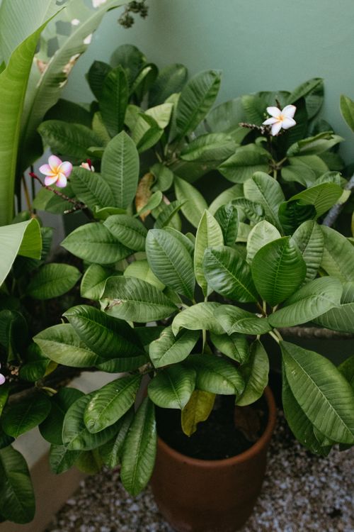 Free Beautiful green tropical plants and flowers in a terra cotta pot. Stock Photo