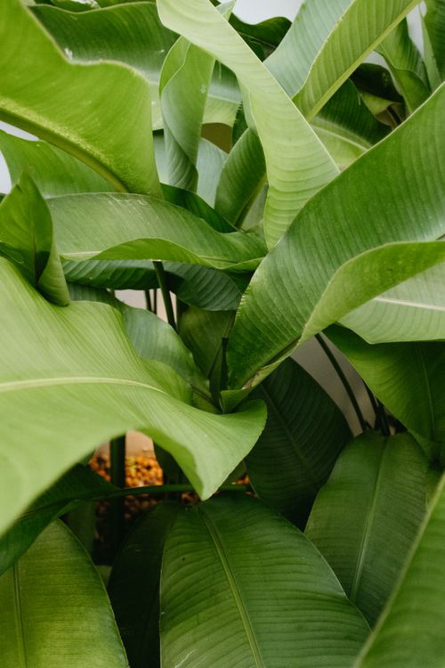 Free Close-up view of vibrant green tropical leaves with natural textures, perfect for nature and background concepts. Stock Photo
