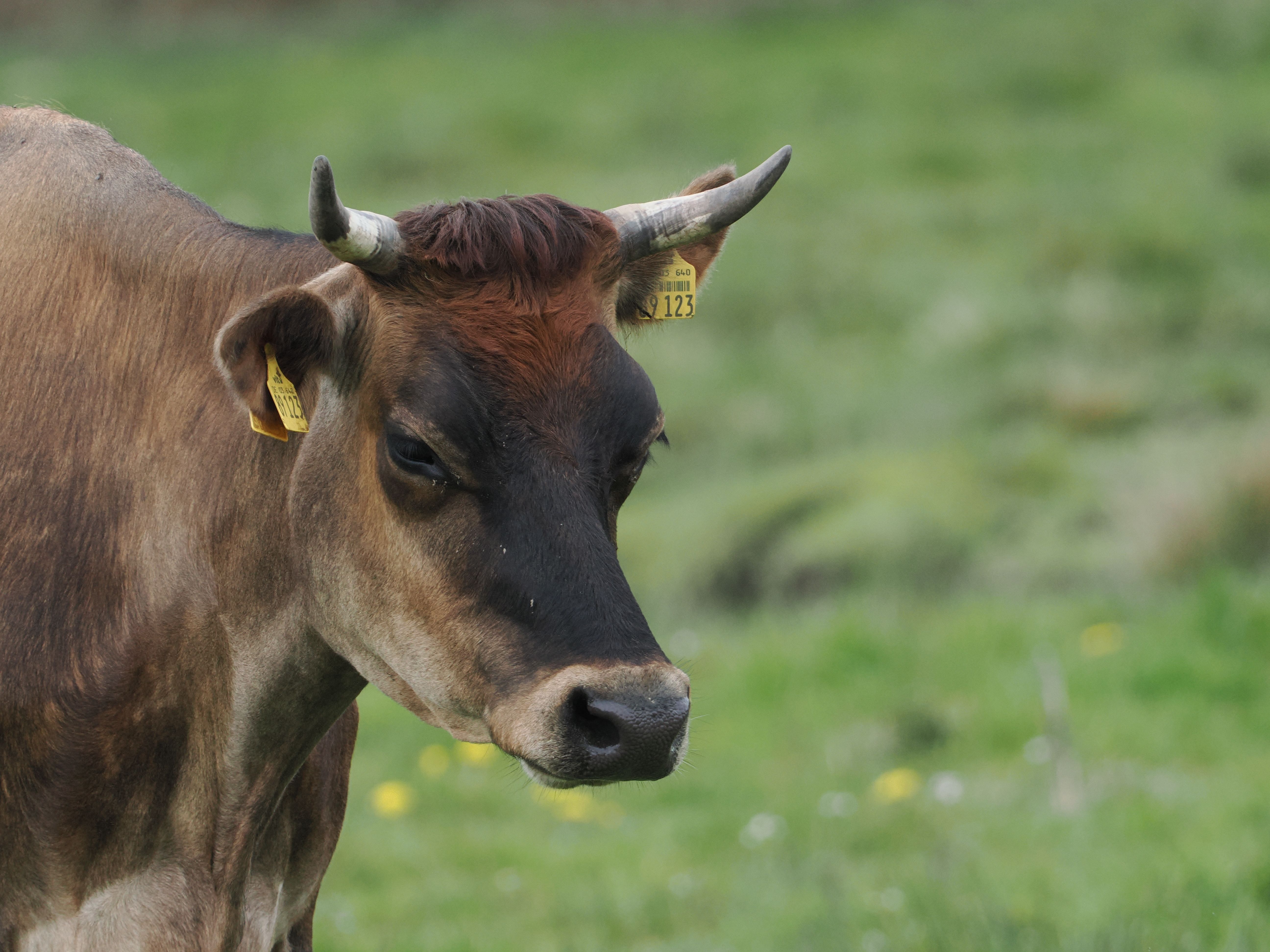 Portrait of a cow at a veterinary clinic